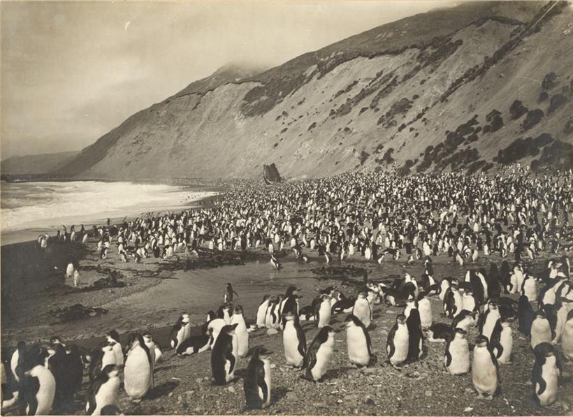 Pinguinkolonie auf Nuggets Beach, Macquarie Island