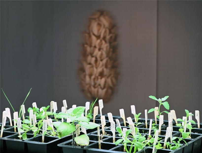 „Plante Mère“: Im Mittelpunkt steht die Sammlung von Samen, die die Mutter von Justine Blau von ihren vielen Reisen mitgebracht hat
