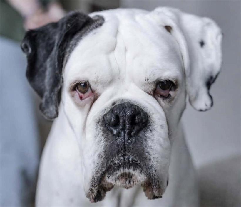 Ein Herz auf vier Pfoten: Tageblatt-Leser zeigen ihre Hunde