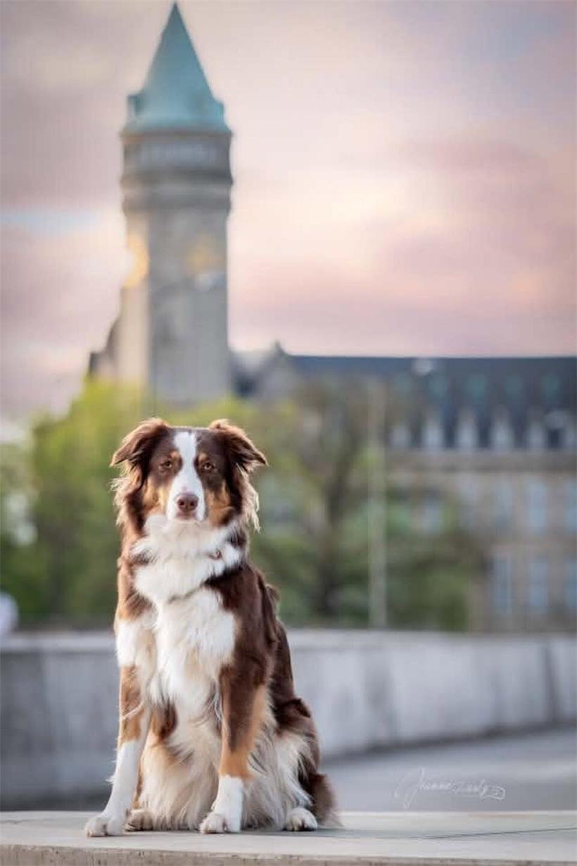 Ein Herz auf vier Pfoten: Tageblatt-Leser zeigen ihre Hunde