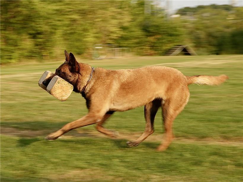 Prischka konzentriert beim Apportierholz-Lauf im Hundetraining mit Fokus und Freude