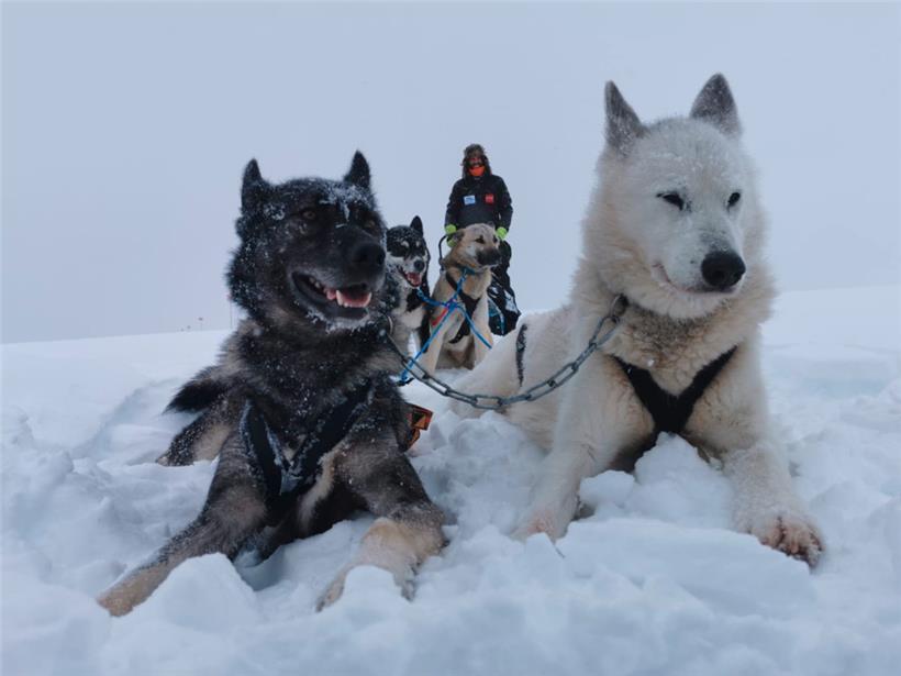 Raphaël Fiegen bei seiner dritten Kungsleden-Expedition Anfang des Jahres mit seinen Schlittenhunden Torino, Kenai, Soul und Nayeli (v.l.). Torino und Soul haben inzwischen für Nachwuchs gesorgt.  
