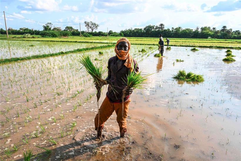 Reisfeld in Niger