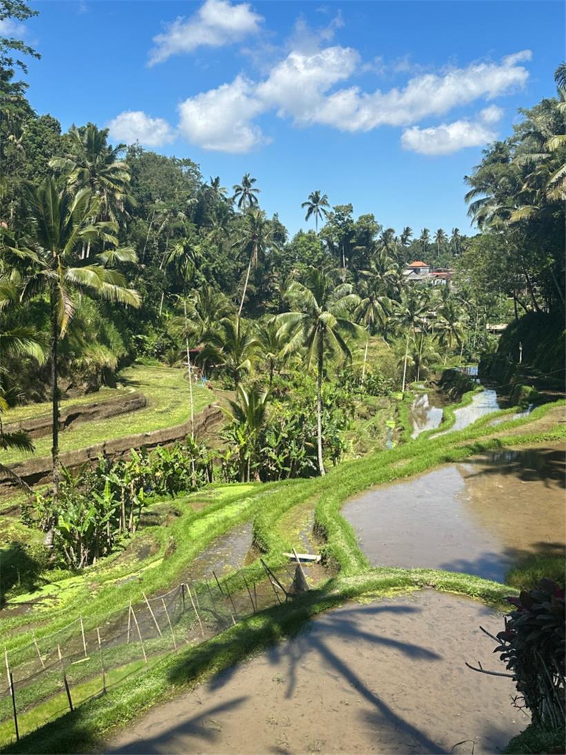 Reisfelder in Bali

