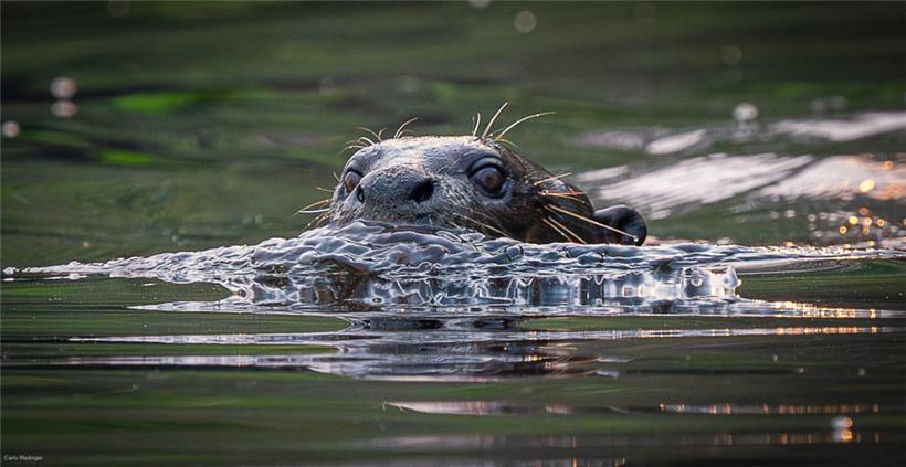 Riesenotter leben ausschließlich in Südamerika und gehören dort im Wasser – neben Kaimanen – zu den Spitzenprädatoren
