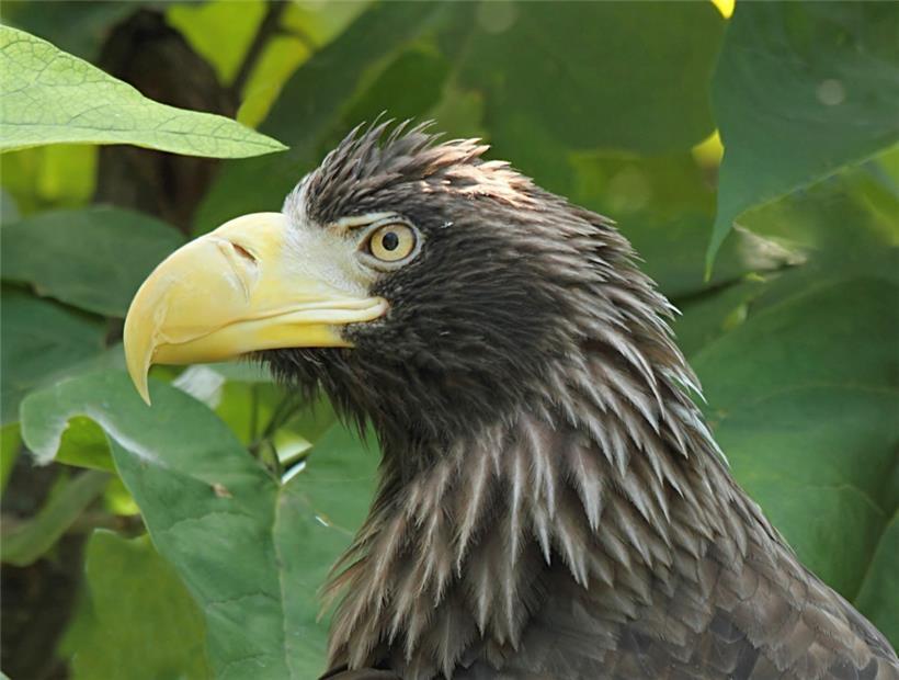 Riesenseeadler Ryu wurde von Krähen vertrieben
