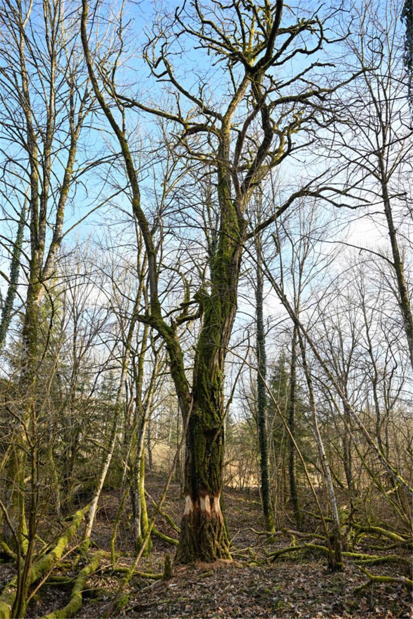 Robinien sind eine invasive Baumart aus Nordamerika
