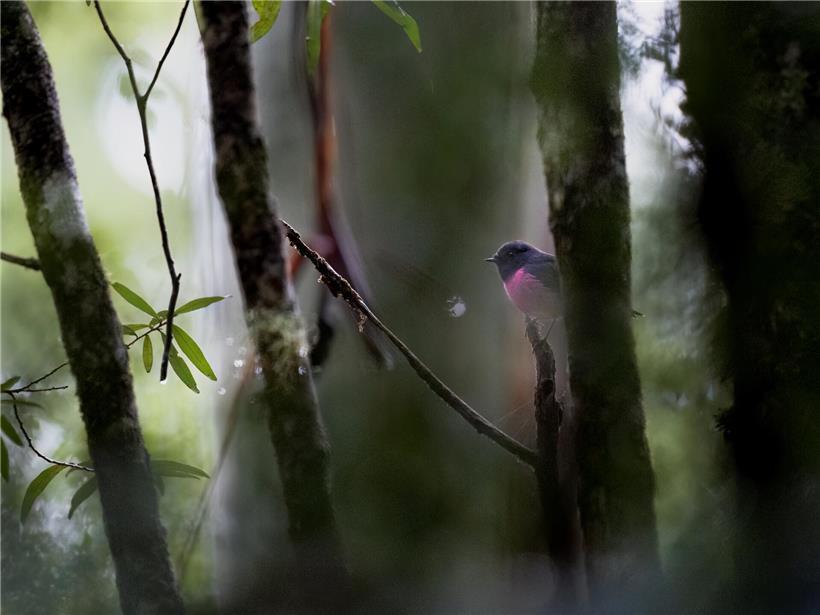 Rosaschnäpper im dichten tasmanischen Regenwald des Mount-Field-Nationalparks auf einem Ast sitzend