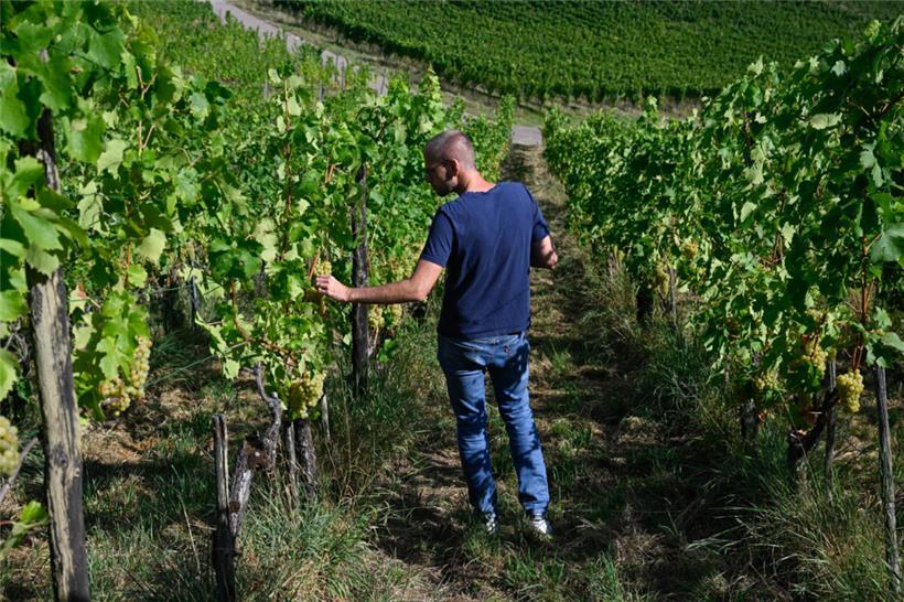 Rund 100 einzelne Weinbeeren mussten wir zur Analyse ins Labor bringen
