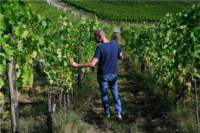 Rund 100 einzelne Weinbeeren mussten wir zur Analyse ins Labor bringen
