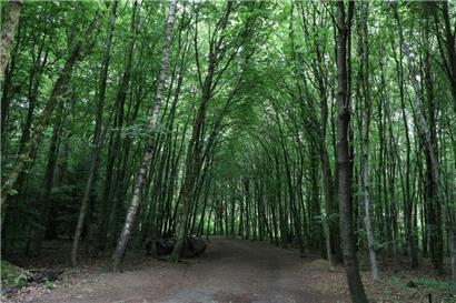 Rund 1.100 Hektar Wald und 21.000 Bäume im öffentlichen Raum gibt es derzeit in Luxemburg-Stadt
