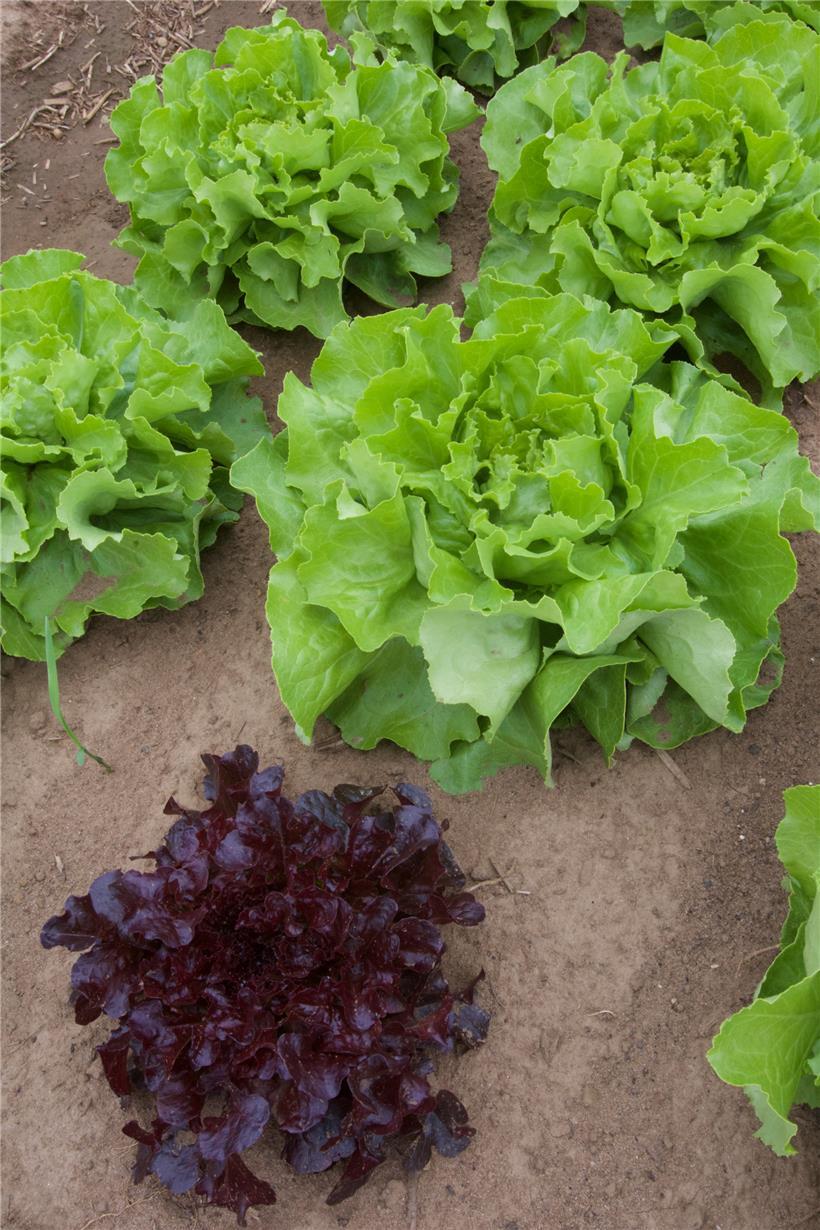 Rund 500.000 Salatköpfe produziert Jean-Claude Muller auf seinen Anbauflächen in...