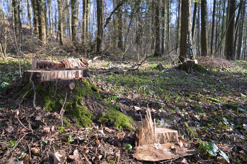 Rund 600 Hektar der 1.400-Hektar-Fläche der Kayl-Tetinger Gemeinde sind Wald
