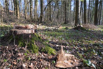 Rund 600 Hektar der 1.400-Hektar-Fläche der Kayl-Tetinger Gemeinde sind Wald
