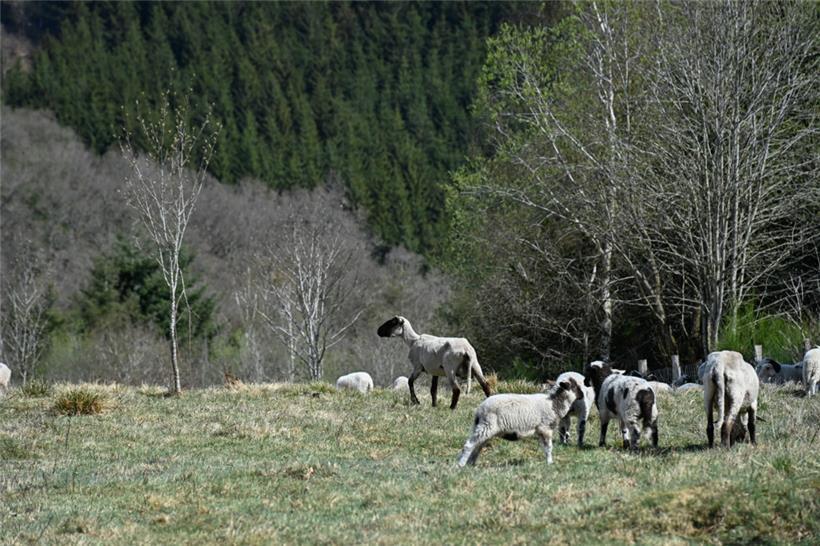 Rund 80 Hektar werden die wolligen Vierbeiner in dieser Saison bearbeiten