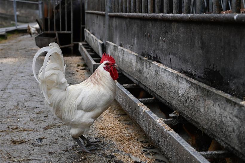 Rund 90.000 Eier produzieren die Hühner des Hofes durchschnittlich pro Jahr. Die...