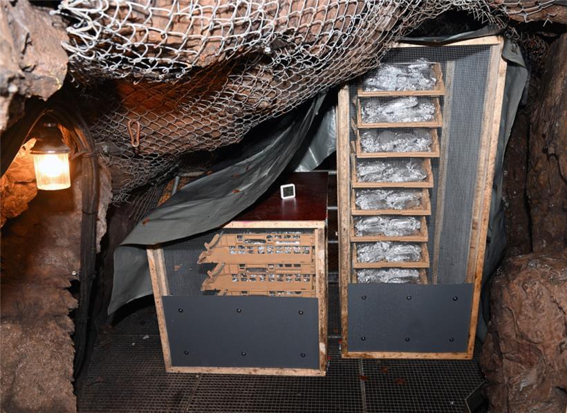 Rund drei Wochen lagert der Weihnachtsstollen im Stollen der ehemaligen Kupfergr...