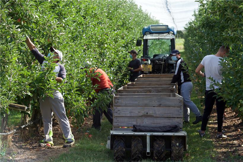 Rund zwei Dutzend Erntehelfer pflücken in den nächsten Wochen Sorten wie Elstar, Jonagold oder Boskoop
