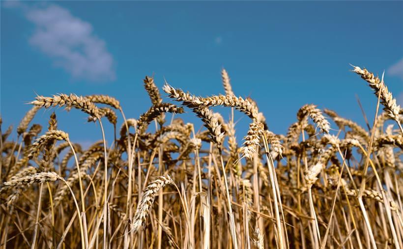 Russland und die Ukraine machen zusammen etwa 25 bis 30 Prozent der weltweiten Weizenexporte aus
