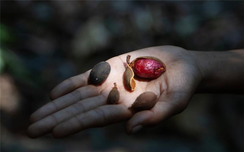Saatgut als politische Parabel: „Farmers of the forest“ (2024) von Abhijit Patil
