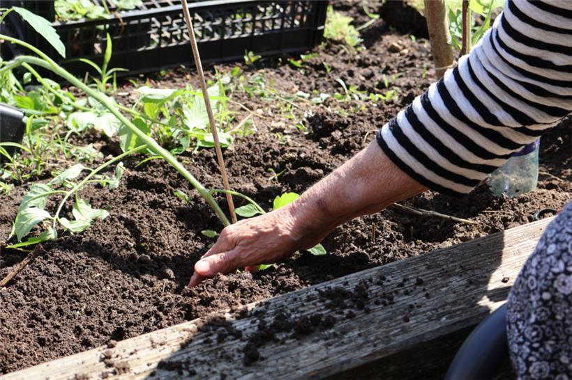 Säen, gießen, ernten: Im Gemeinschaftsgarten entdecken die Teilnehmer viele vers...
