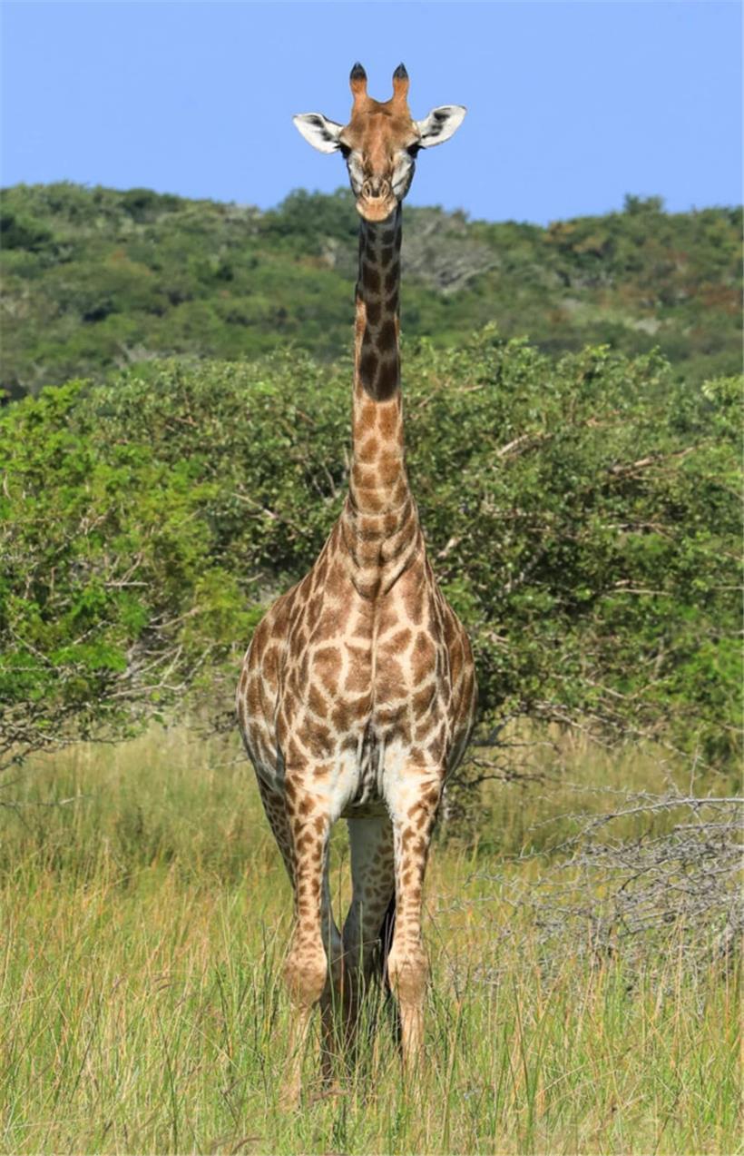 Safari-Tour im Ngorongoro-Krater in Tansania