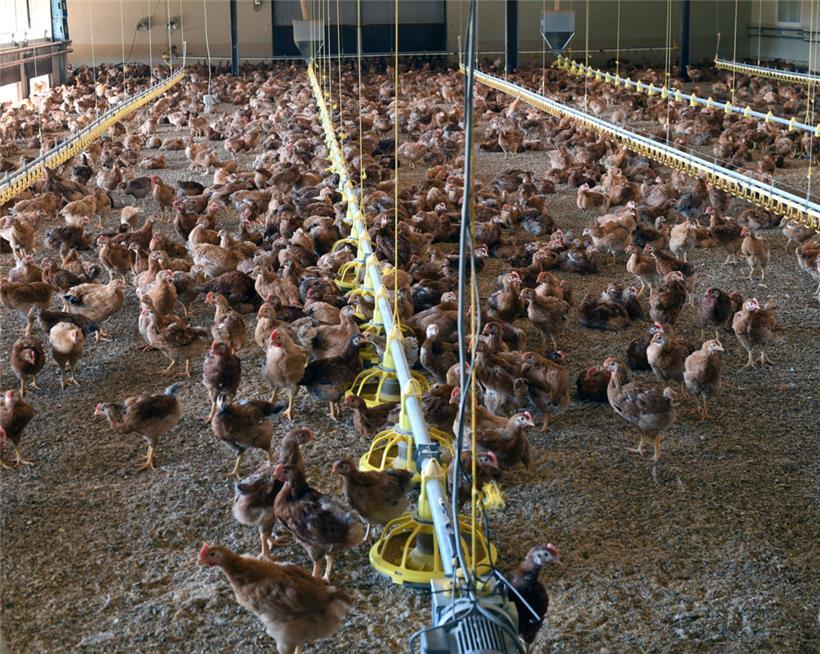 Salmonellen-Gefahr bei der Geflügelzucht: Hygiene ist das A und O, um Infektionen gar nicht erst aufkommen zu lassen. Einen hundertprozentigen Schutz gibt es aber leider nicht. 
