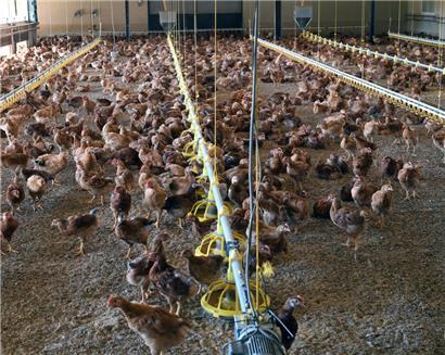 Salmonellen-Gefahr bei der Geflügelzucht: Hygiene ist das A und O, um Infektionen gar nicht erst aufkommen zu lassen. Einen hundertprozentigen Schutz gibt es aber leider nicht. 
