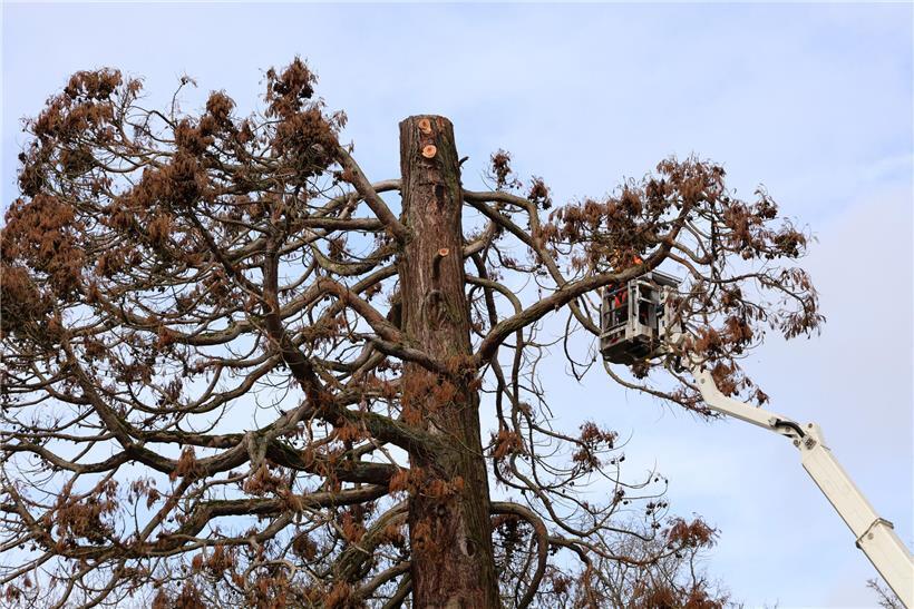 Samstagmorgen: Abgenommene Krone liegt auf einem Holztisch, Symbol für Ruhe und Neubeginn am Wochenende