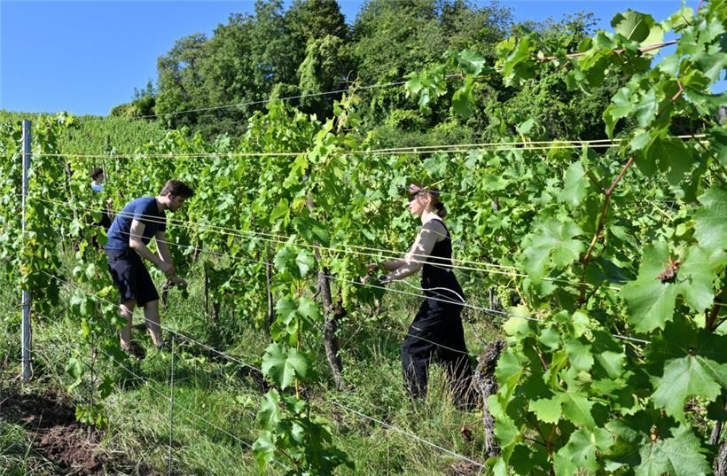Sandra, Cédric und Kim haben etwas mehr als zwei Stunden im Weinberg Reben entbl...