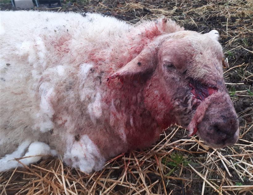 Schaf Frida musste nach dem Hundeangriff eingeschläfert werden