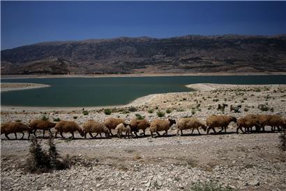 Schafe bewegen sich am Ufer des Qaraoun-Sees, des größten libanesischen Stausees am Litani-Fluss