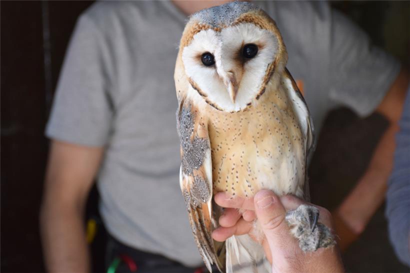 Schleiereulen sind nachtaktiv und machen sich in der Dämmerung auf die Jagd nach Säugetieren
