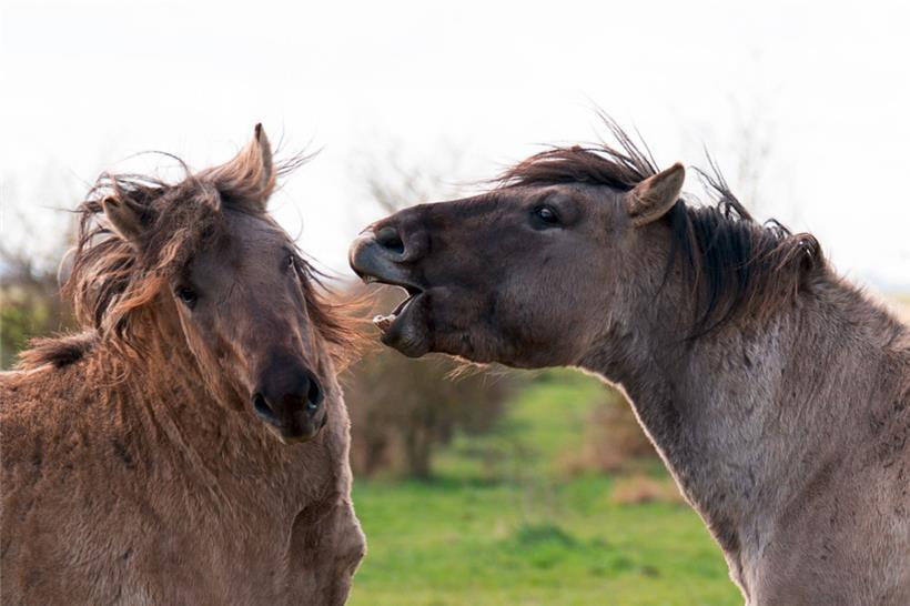 Schon aufs Pferd gekommen? Eine Anschaffung sollte für jeden Umweltschützer eigentlich selbstverständlich sein …
