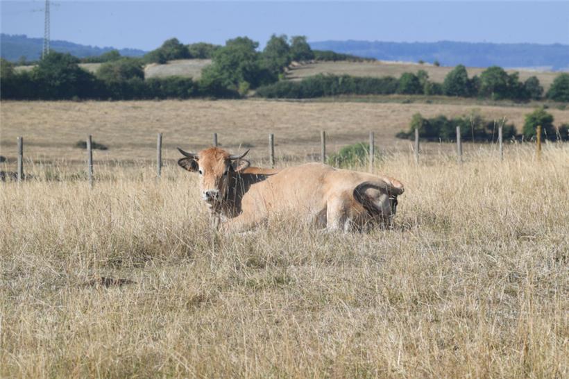 Schon im vergangenen Jahr setzte eine lange Trockenperiode Luxemburgs Flora und Fauna unter Druck
