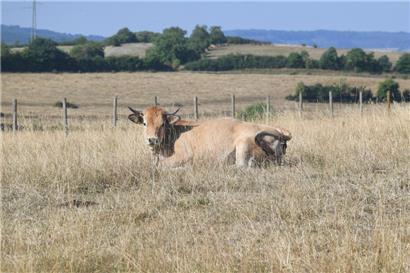 Schon im vergangenen Jahr setzte eine lange Trockenperiode Luxemburgs Flora und Fauna unter Druck
