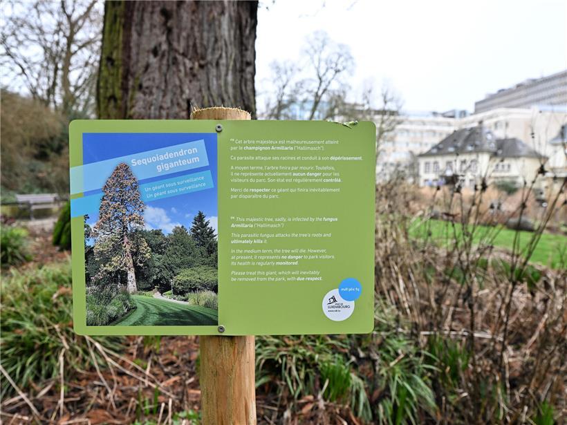 Rund 150 Jahre alter Riesenmammutbaum wird am Wochenende gefällt