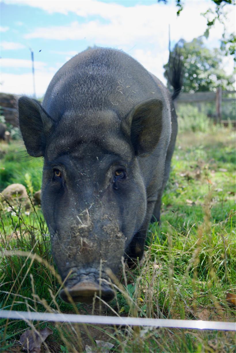 Schweine sind aktive Tiere mit ausgeprägtem Bedürfnis, zu wühlen und zu erkunden
