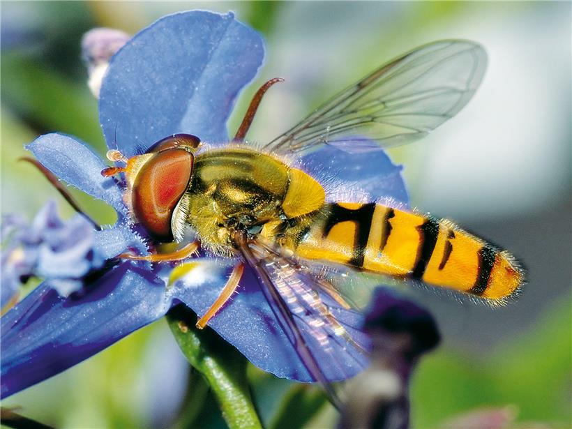 Getarnte Tiere und die Hüterin von 60.000 Schätzen Traditionelles Schwiefméck aus der elsässischen Küche, gebratenes Schweinefleisch mit knuspriger Kruste auf Holzbrett