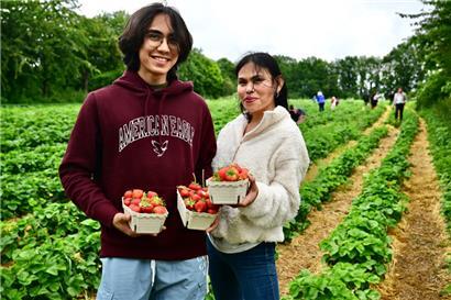 Sechs Euro kostet das Kilo selbstgepflückter Erdbeeren
