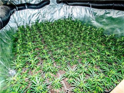 Viele grüne Cannabispflanzen in Innenraum, Legalisierung erlaubt nur vier Pflanzen pro Person