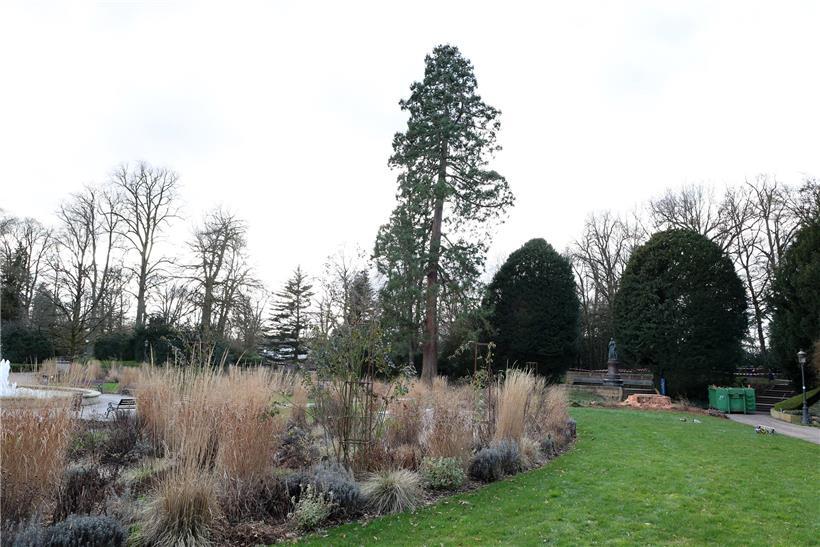 Verwachsener Fingerstumpf nach Verlust des Zwillingsbruders mit Hoffnung auf zukünftigen Nachwuchs