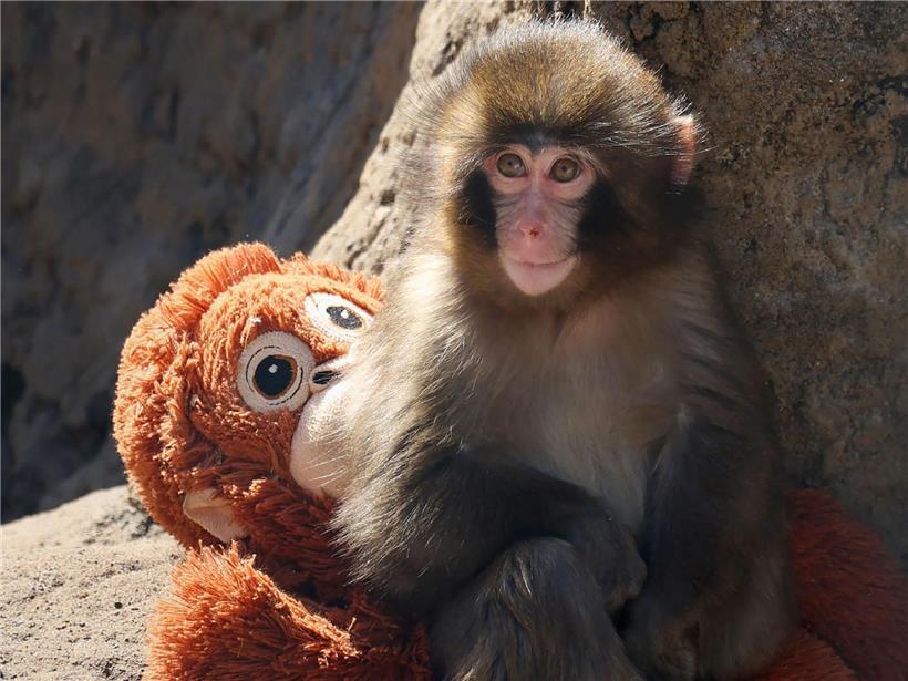 Portrait eines traurigen Babys namens Punch, das kurz nach der Geburt von seiner Mutter verstossen wurde
