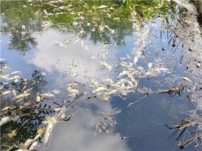Seit Freitag war die Dipbech in Esch mit toten Fischen übersät

