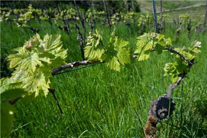 Seit etwas weniger als 2.000 Jahren wird in Luxemburg an der Mosel Wein hergestellt
