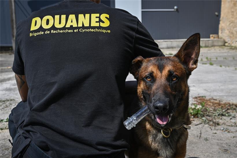 Sie sind der Schreck der Drogenhändler in Luxemburg: die Einsatzteams des Zolls mit ihren Spürhunden. Hier ist eines der Zweiergespanne in dessen Ausbildungsstätte, dem „Birelerhaff“ in Sandweiler, zu sehen. Das Tageblatt hat das Team dort Mitte 2021 besucht. 
