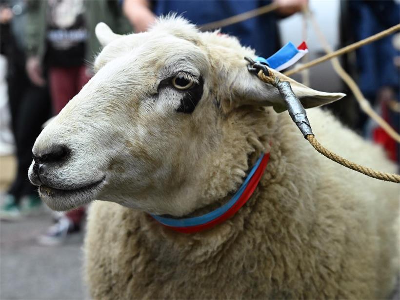 Die „Schueberfouer“ ist eröffnet – und der Regen ist mit am Start Sie sind die tierischen Stars der Schueberfouer-Eröffnung