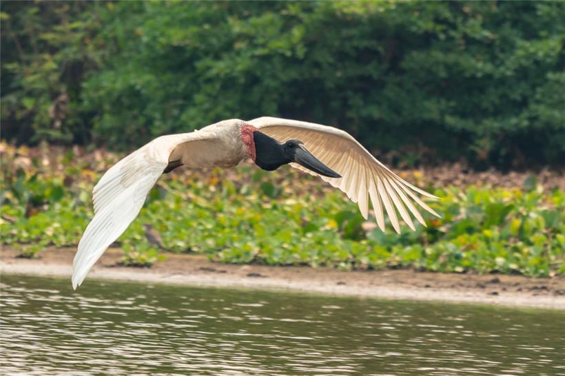So eine genaue Abbildung des Tieres im Flug? Nur möglich, indem man ihm mit dem Boot über den Fluss folgte. Auf den perfekten Moment kam es auch noch an.
