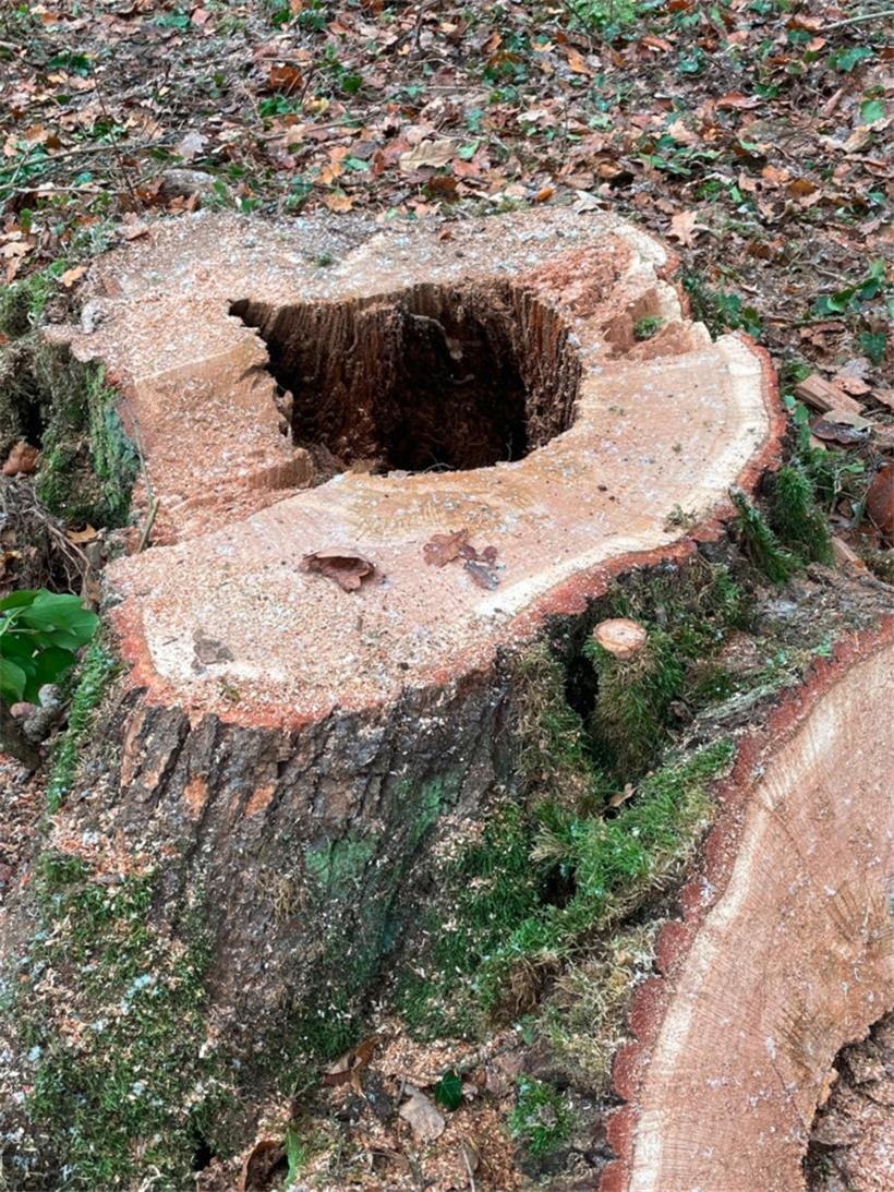 So etwas sehen Naturschützer nicht gerne. Jahrzehntealte Bäume, die weichen müss...