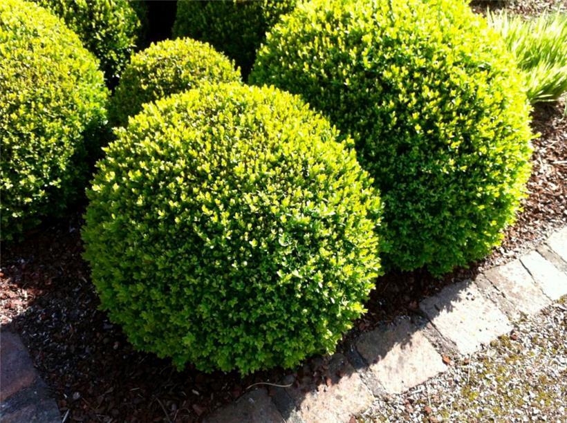 So grün ist heute kaum noch ein Buchsbaum in unseren Breiten …
